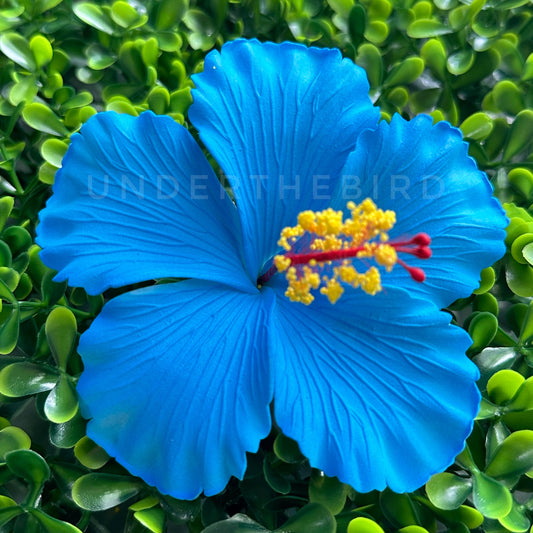 Nimo Hibiscus Sei 10cm