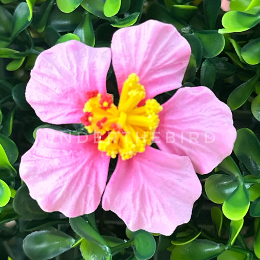 Mini Hibiscus Sei